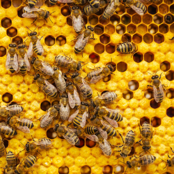 Cera de Abejas Caluga 50g – Küme Lawentun